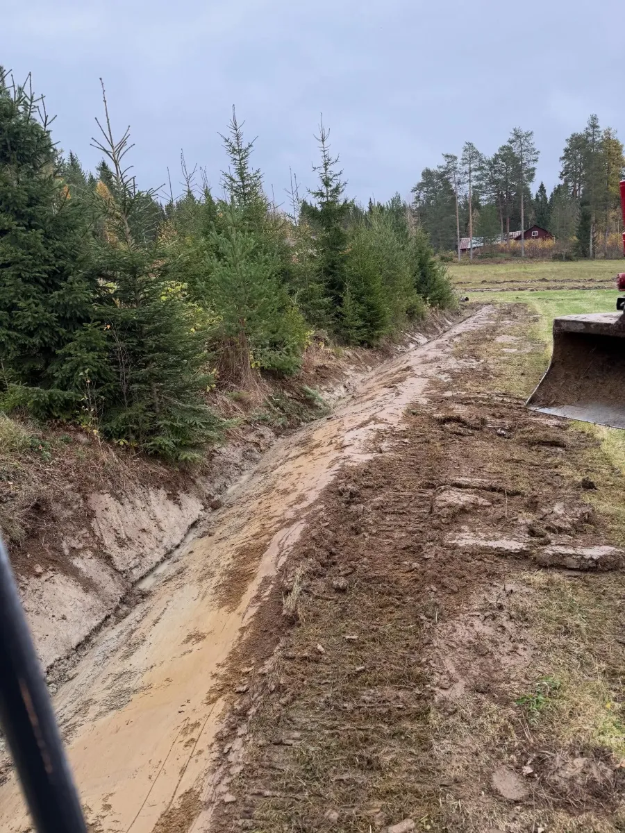 Dikning i skogskant